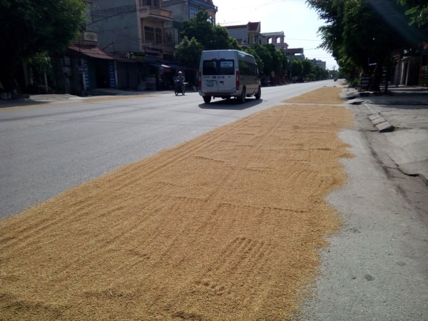 Cảnh báo nguy cơ mất an toàn giao thông do đốt rơm rạ, phơi thóc trên các tuyến đường